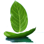 Incentives_Green_Leaf