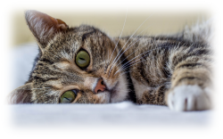 кот