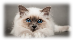 кот1