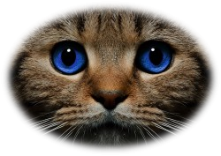 кот